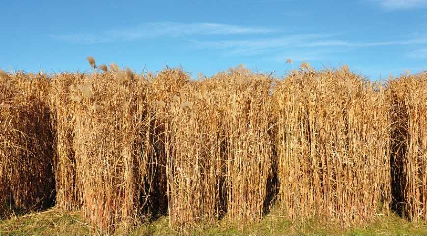 Які рослинні культури більш придатні для виготовлення твердих видів біопалива?